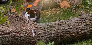 Best Firewood Processing and Delivery  in Alanuk, AK