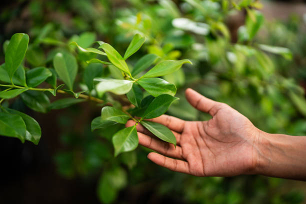 How Our Tree Care Process Works  in  Alakanuk, AK