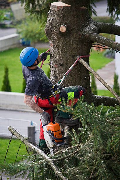 Best Lawn Renovation and Restoration  in Alanuk, AK
