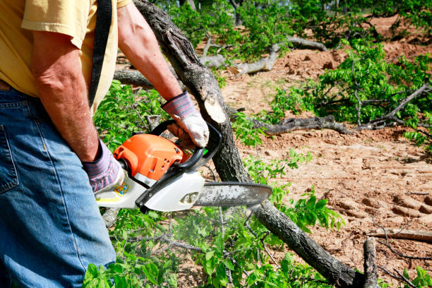 Best Tree Maintenance Programs  in Alanuk, AK